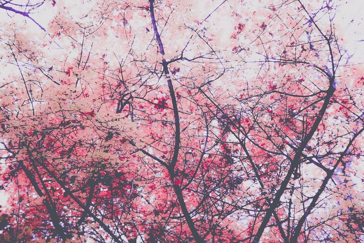 Киото цветение Сакуры