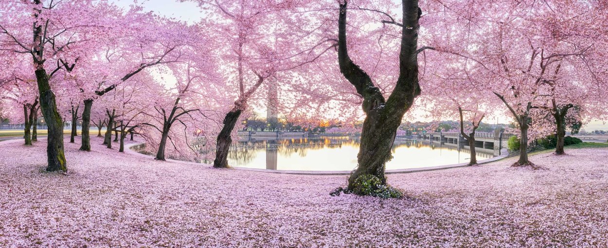 Вечноцветущая Сакура аниме