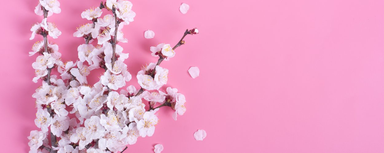 Фон фейсбука Сакура