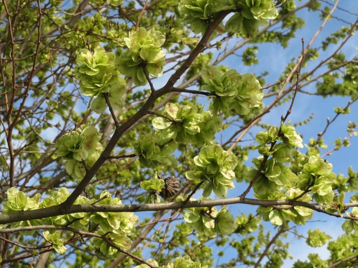 Вяз граболистный цветение