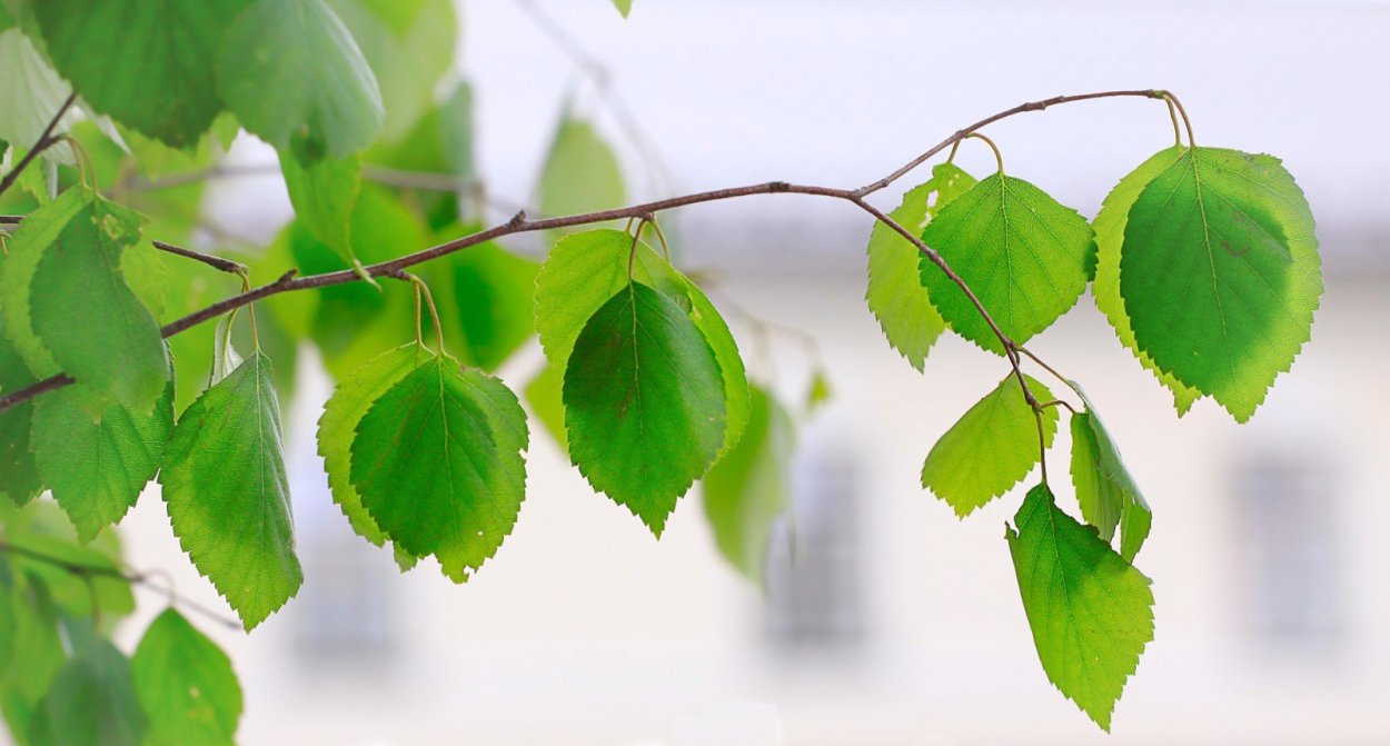 Березовая роща береза повислая