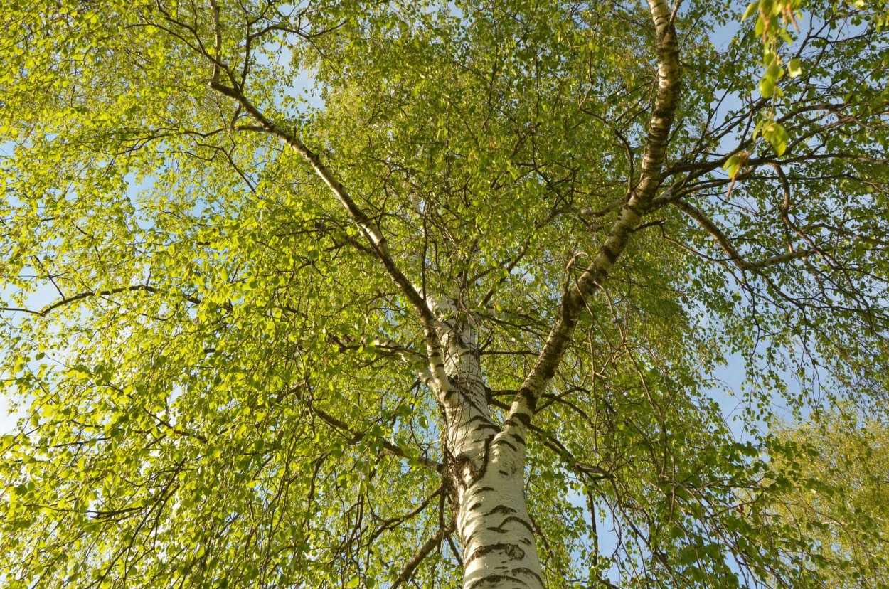 Вяз Ильм карагач