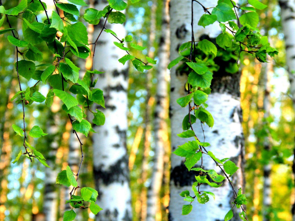 Ветки березы на фоне неба