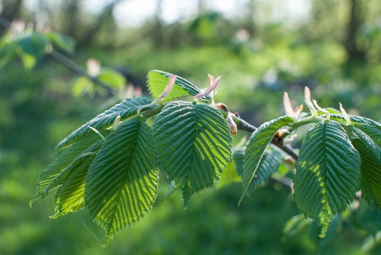 Вяз гладкий (Ulmus laevis)