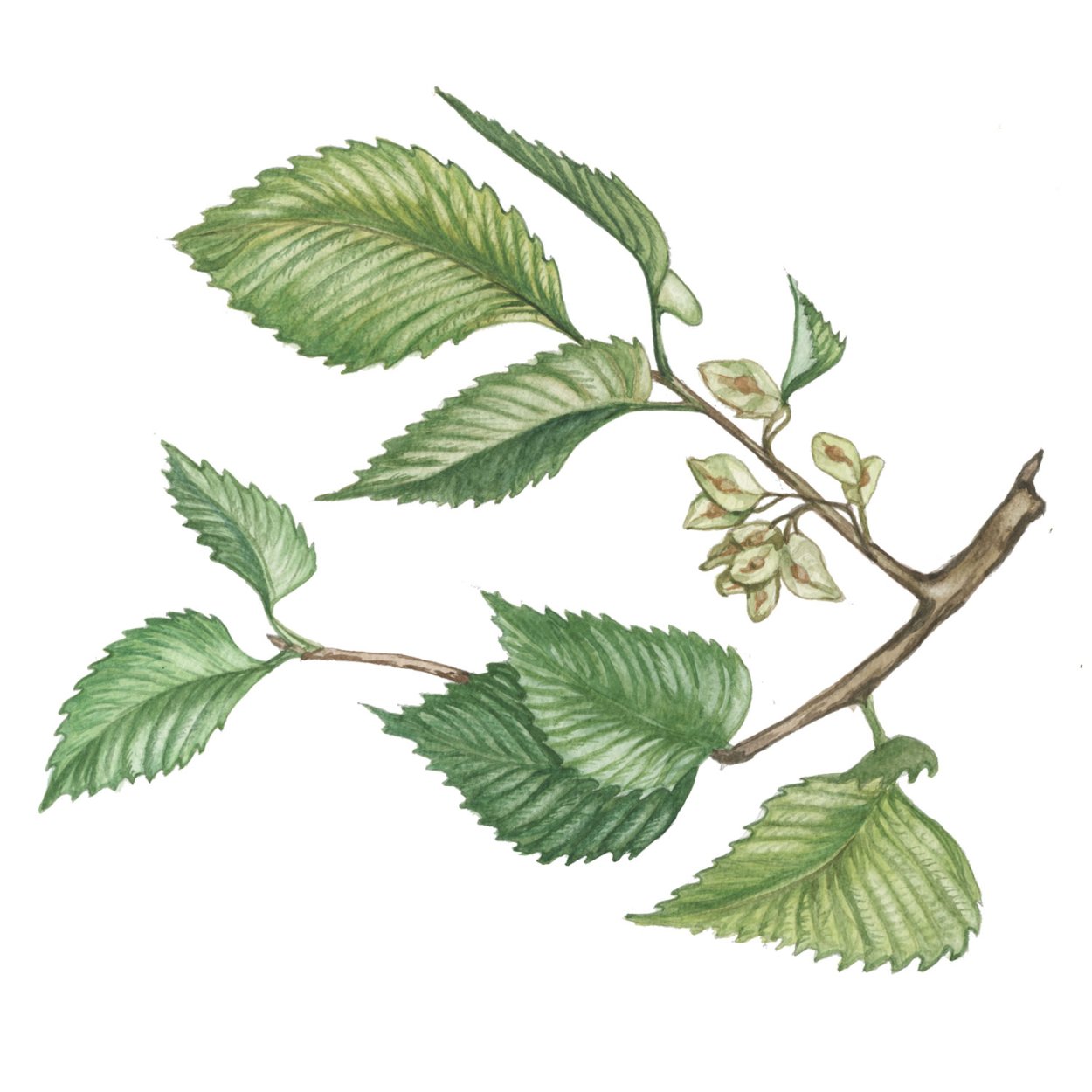 Вяз Ильм карагач Берест