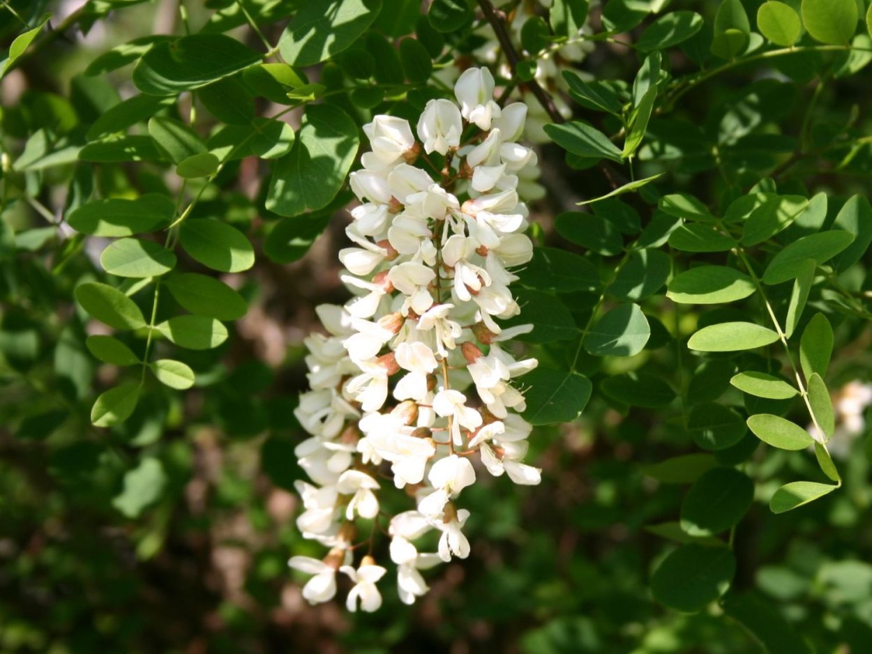 Робиния Лжеакация "Robinia"