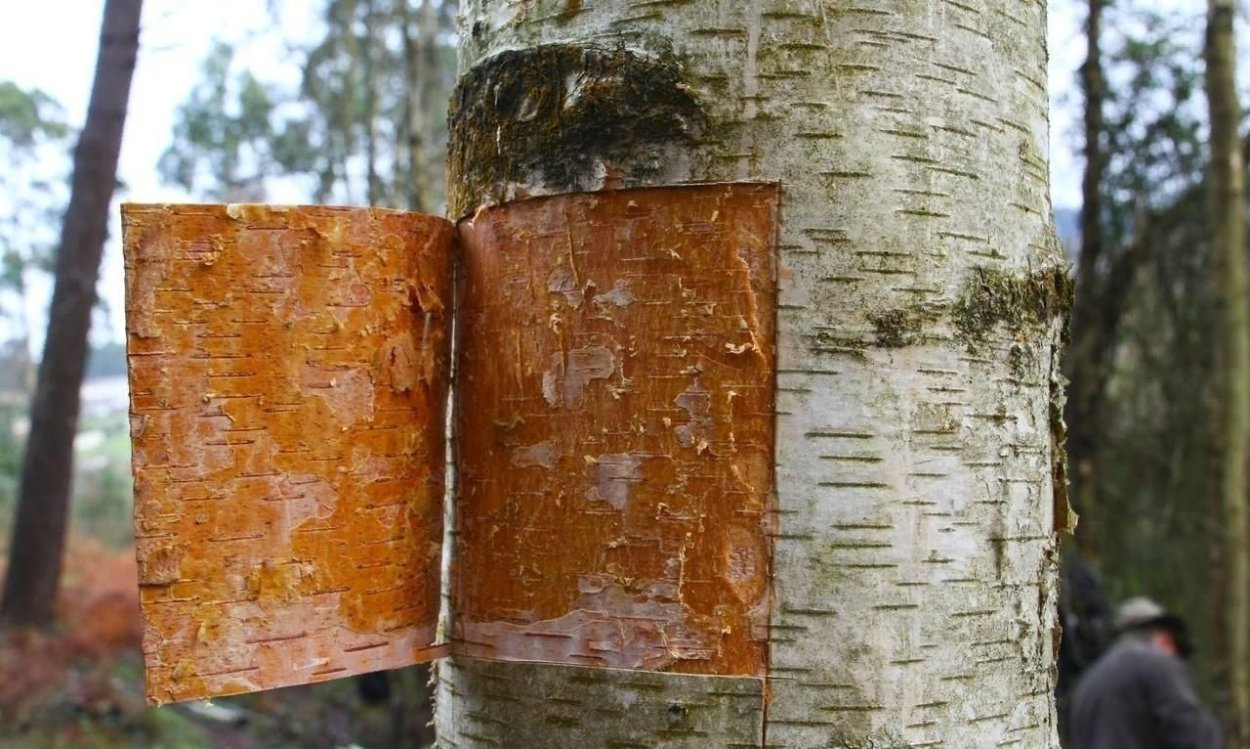 Вяз граболистный Берест