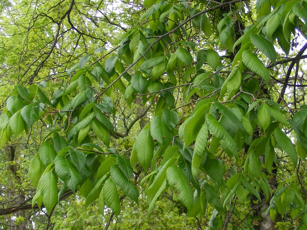 Берест-карагач дерево