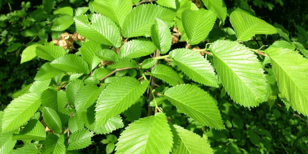 Хвойная заболонная порода древесины