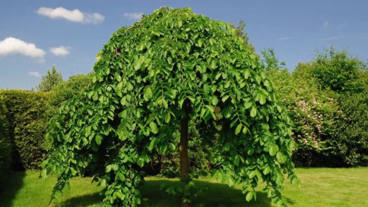 Береза бумажная papyrifera