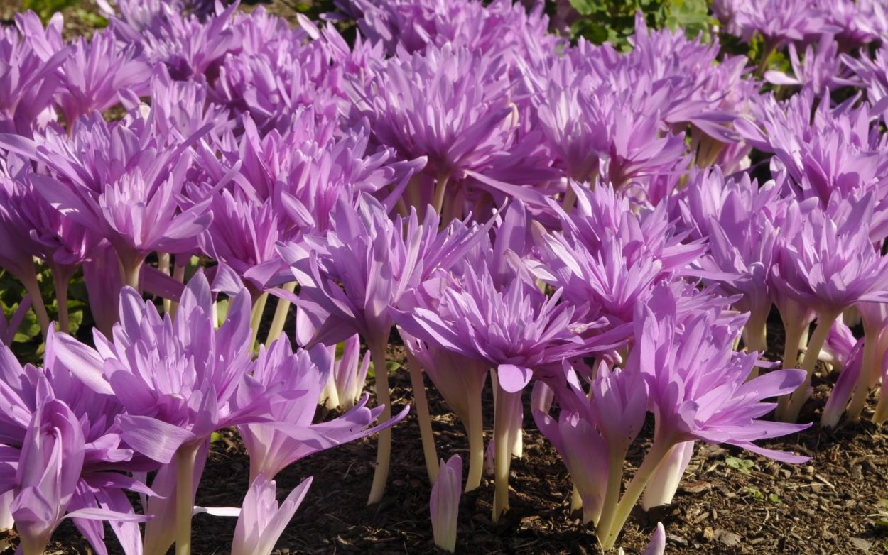 Крокус zonatus