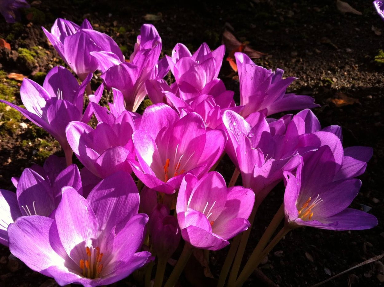 Крокус осенний безвременник