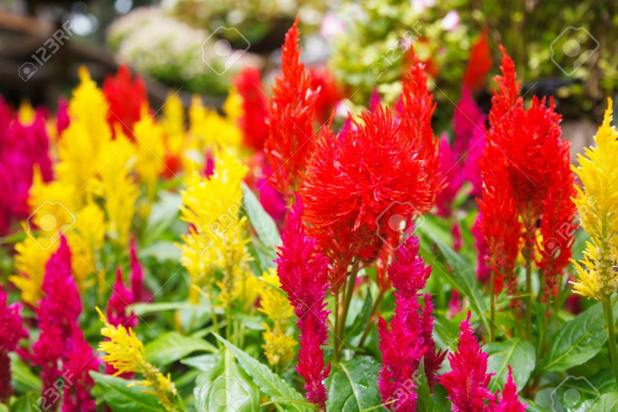 Целозия гребенчатая Курум красная фото