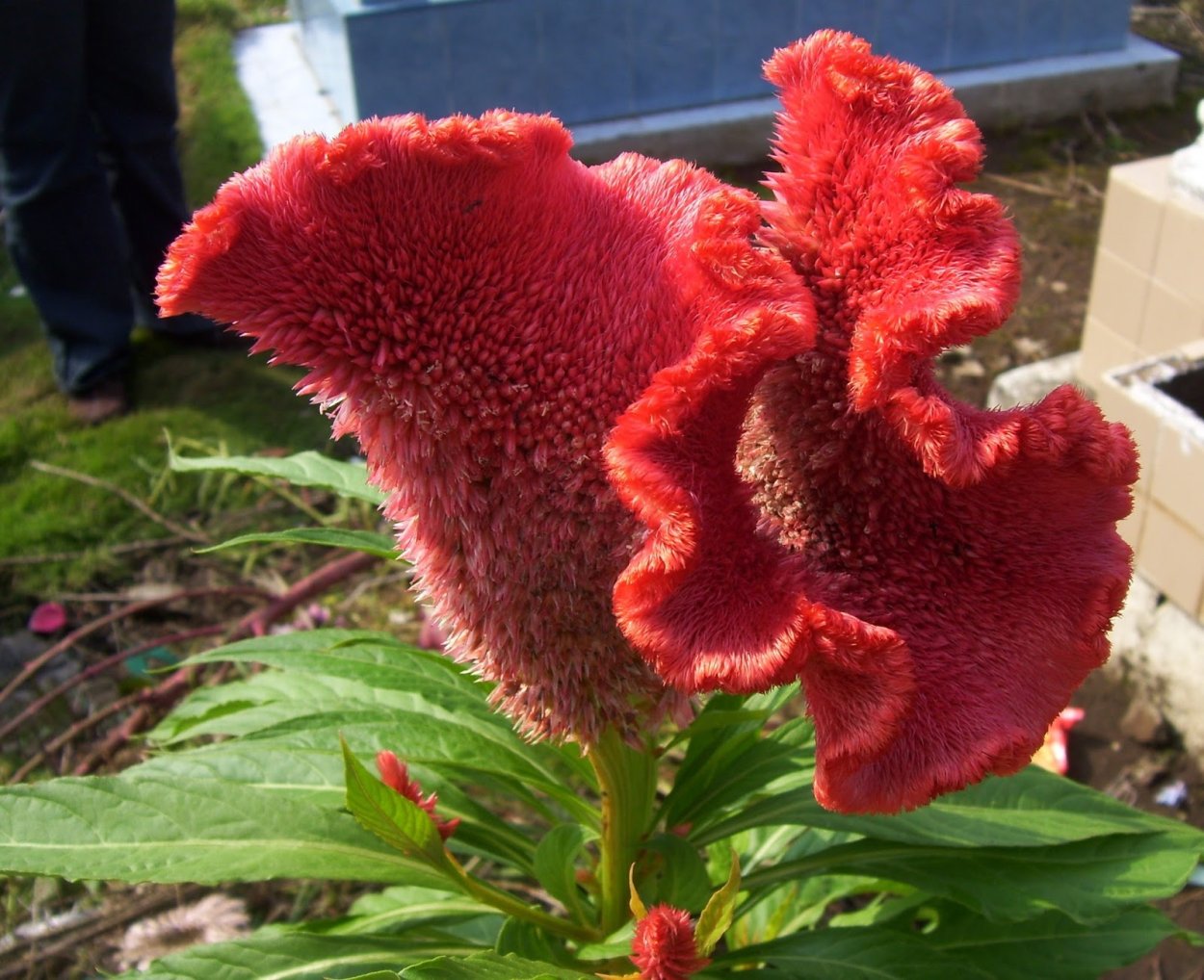 Целозия гребенчатая петушиный гребешок