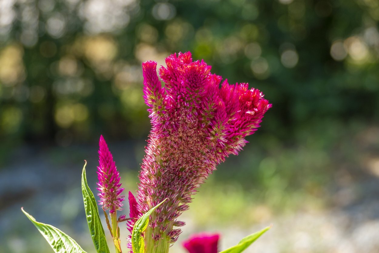 Королевские гребешки цветы