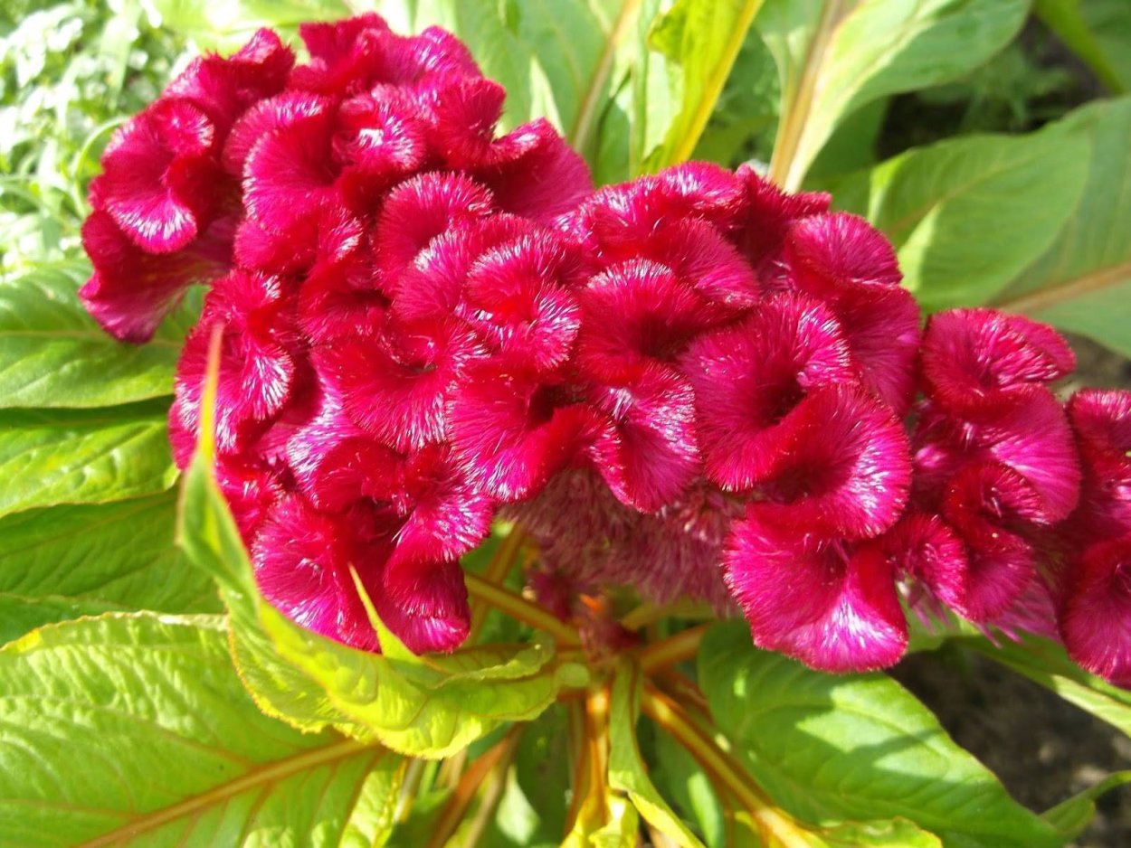 Целозия перистая Павлин