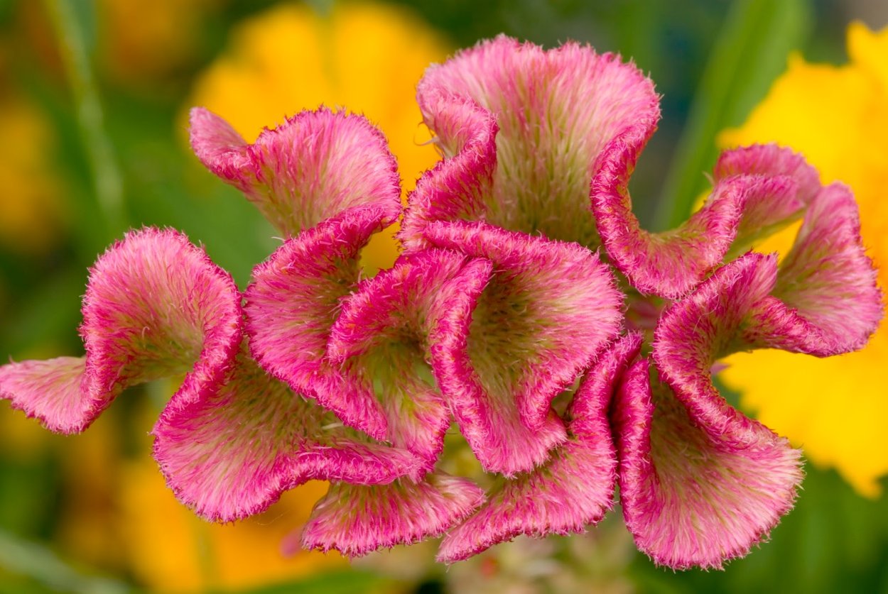 Ирис цветок