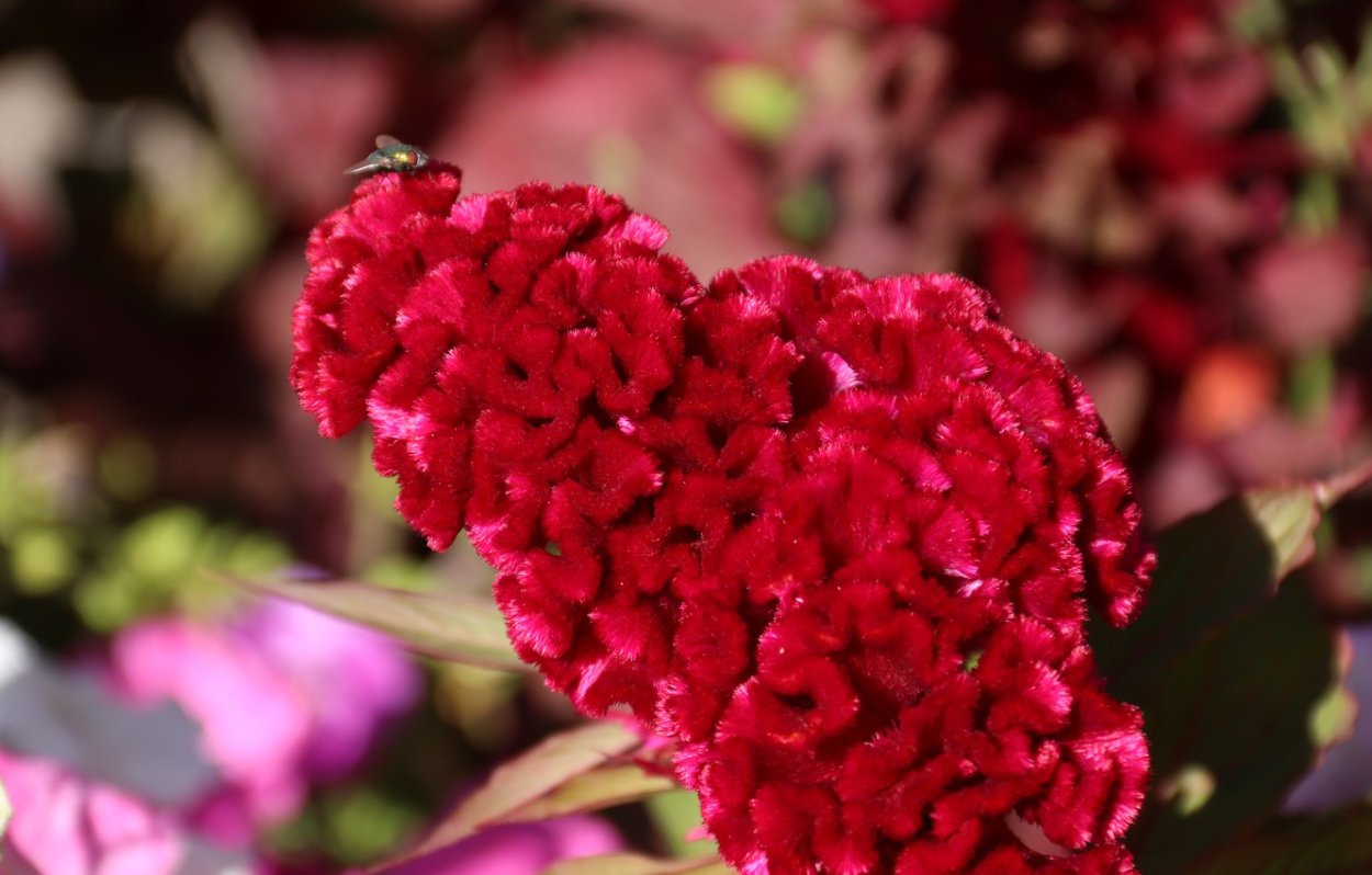 Woolflower – целозия