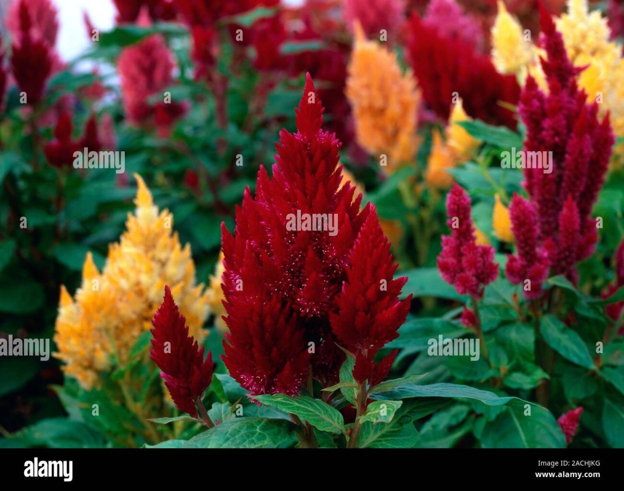 Целозия гребенчатая петушиный гребешок