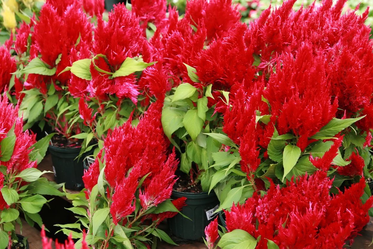 Целозия Курум