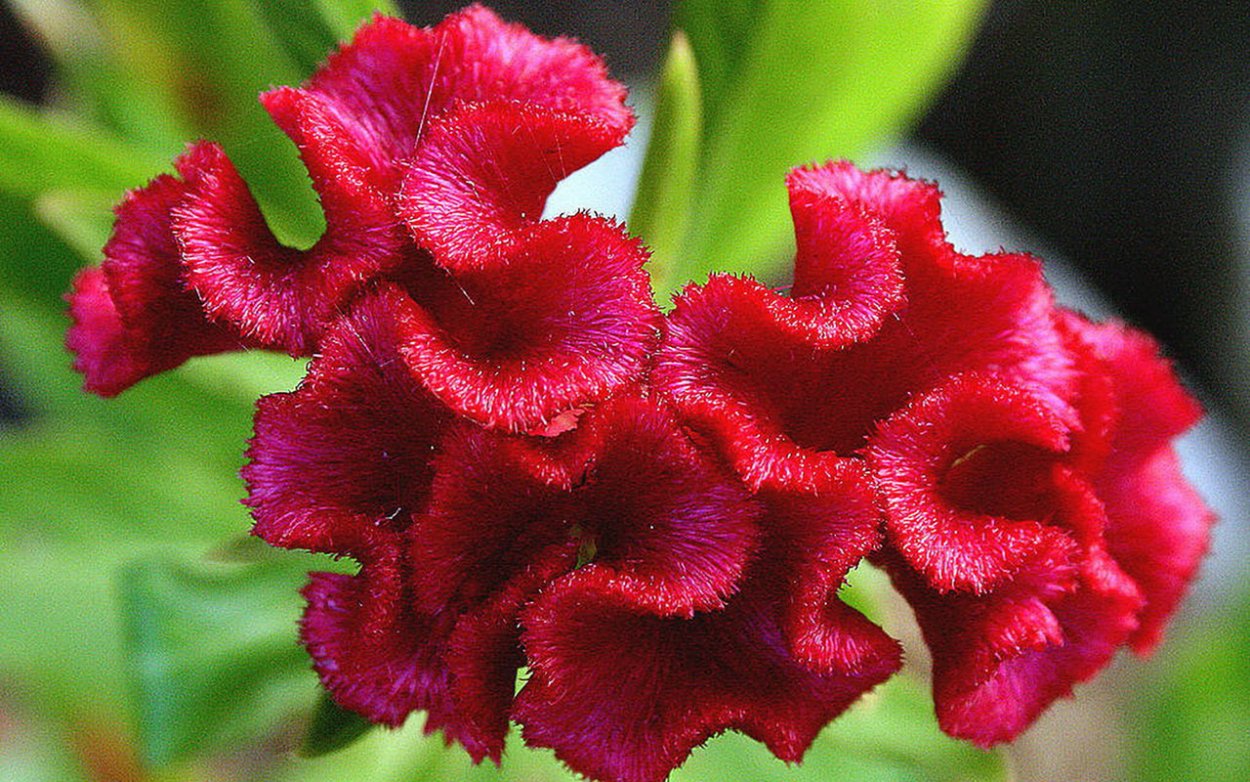 Цветы целозия метельчатая