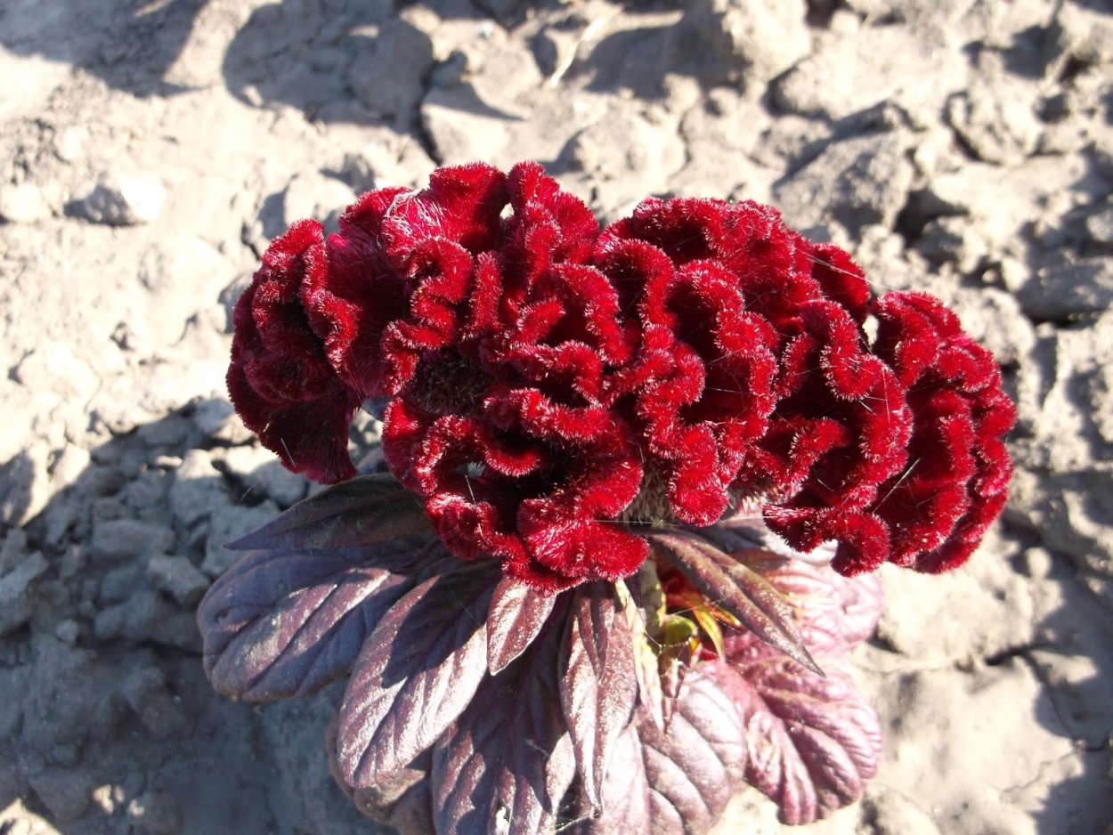 Целозия малиновая