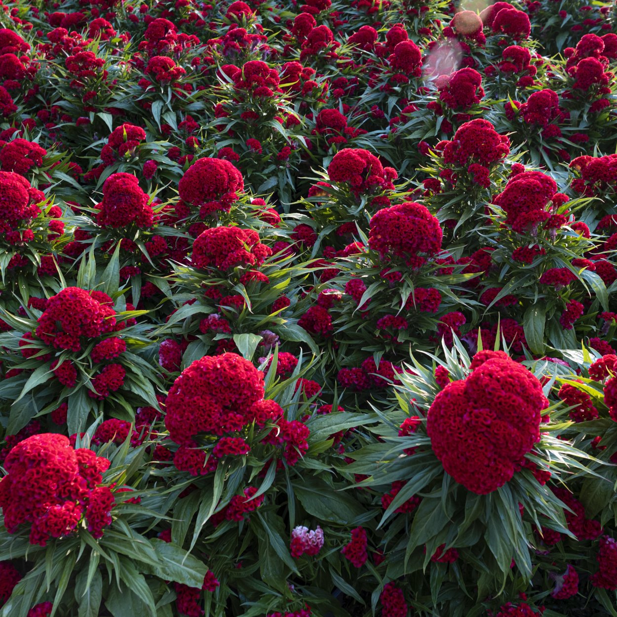 Амарант гребешки