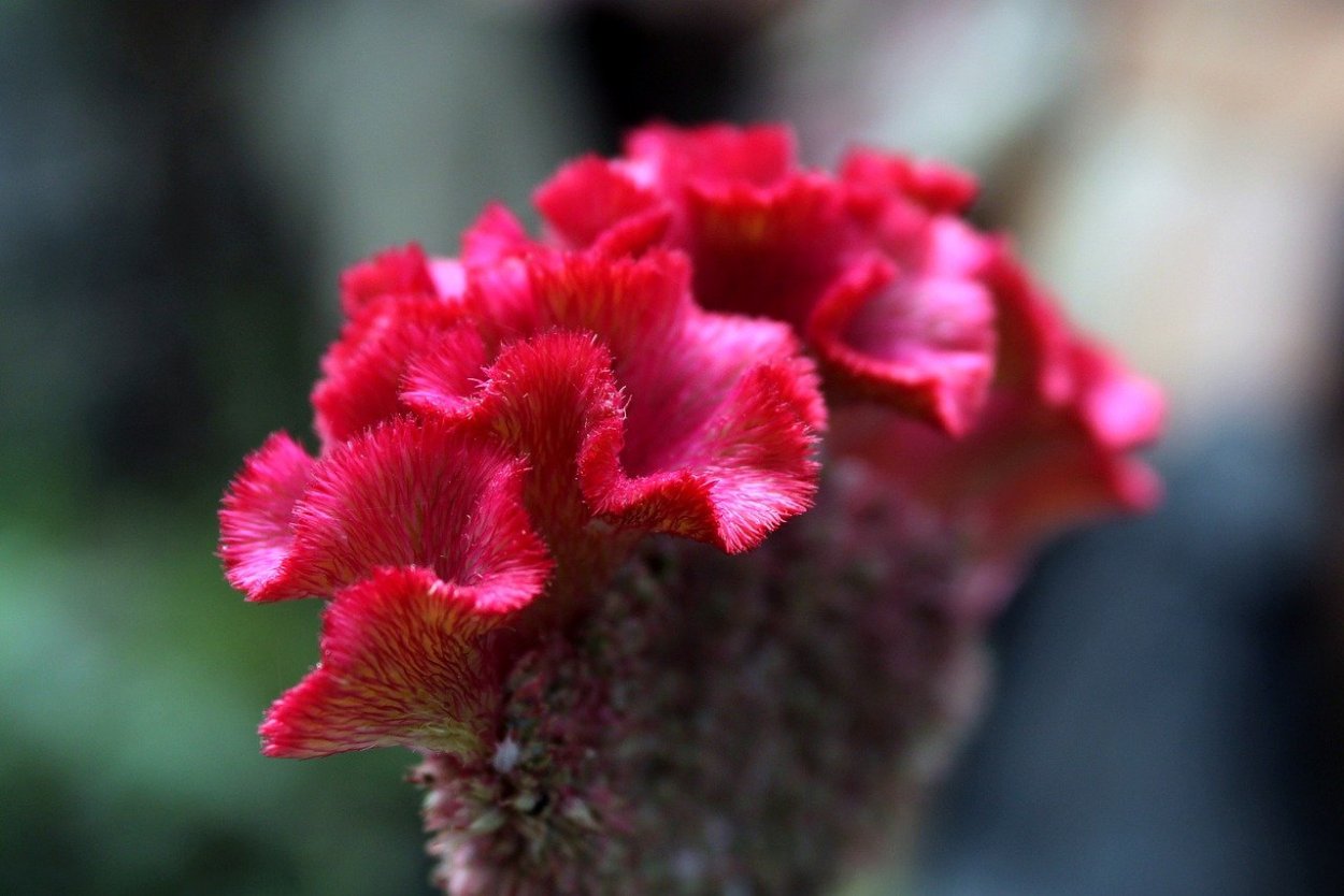 Цветы целозия метельчатая