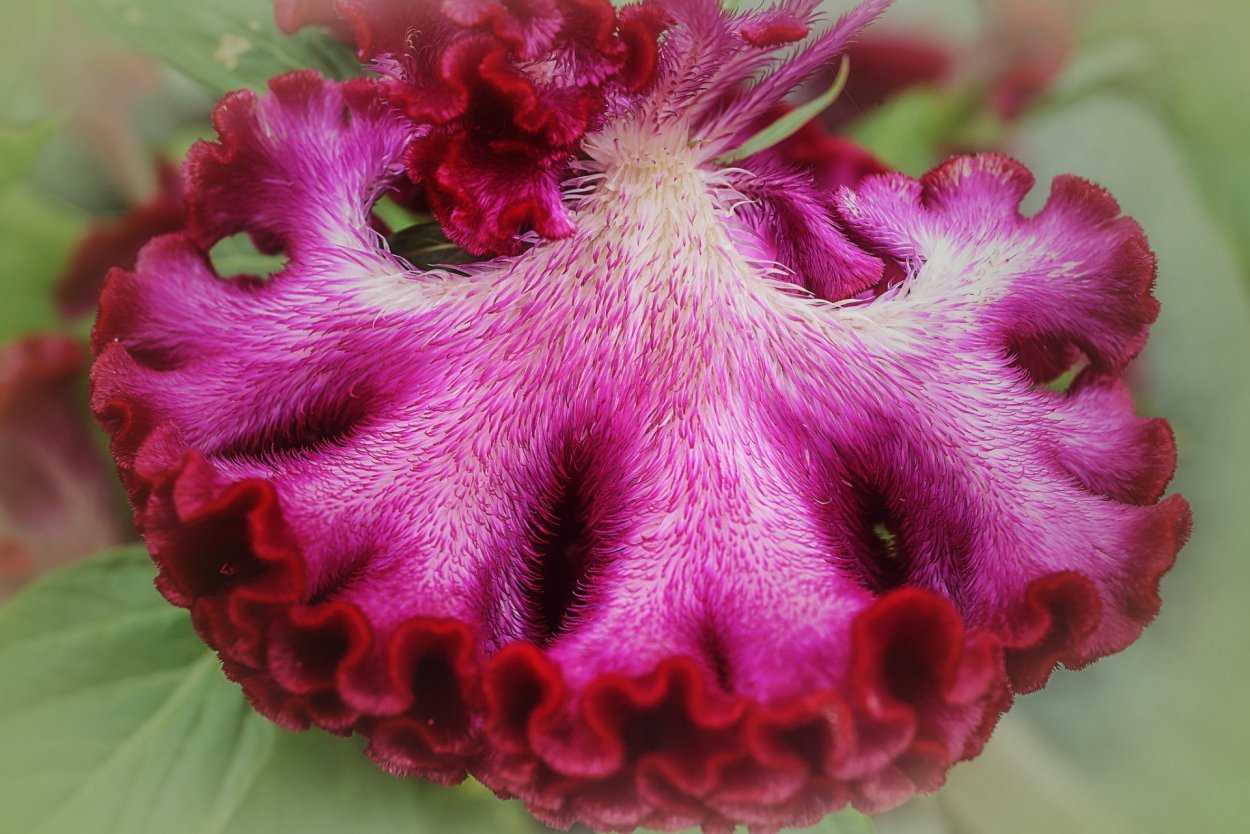 Celosia argentea Geisha