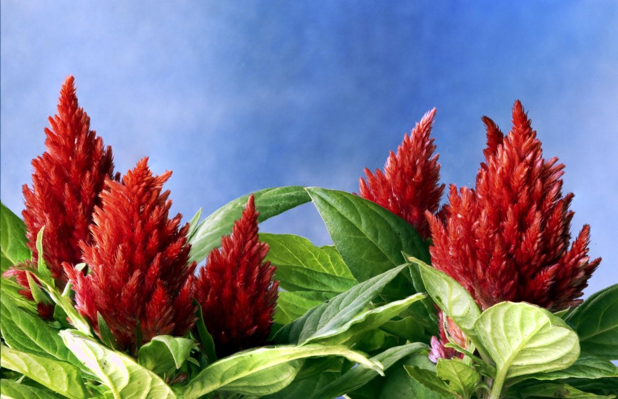 Целозия перистая Пампас Плюм