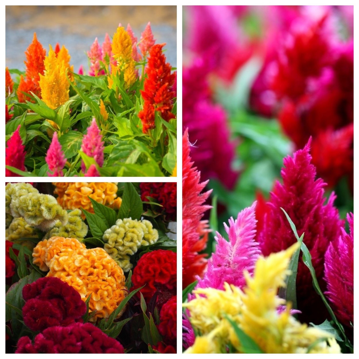 Декоративные растения Амарант целозия