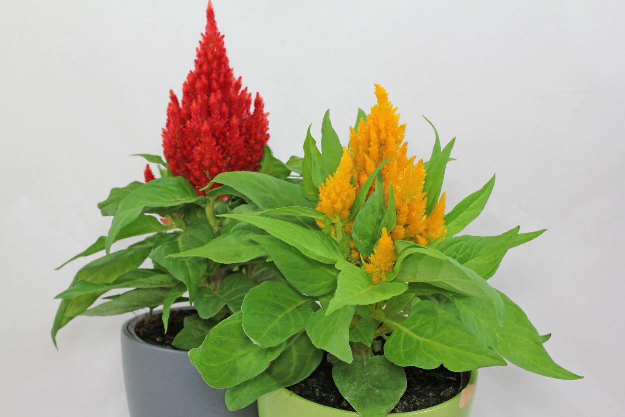 Цветы петушиные гребешки