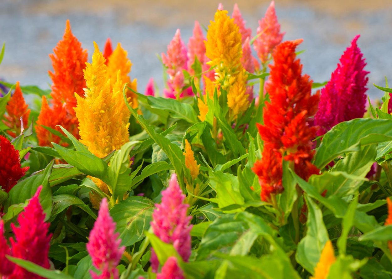 Цветок целозия петушиный гребешок