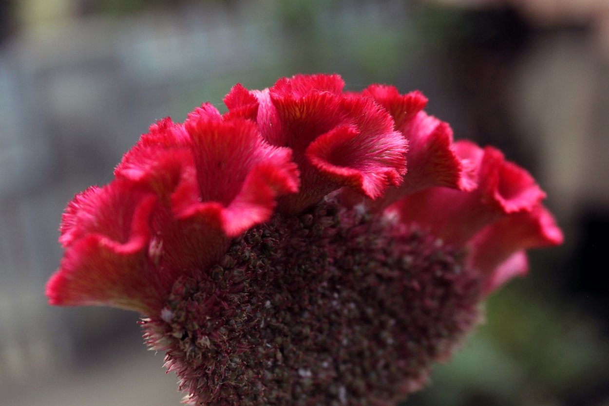 Целозия петушиный гребень