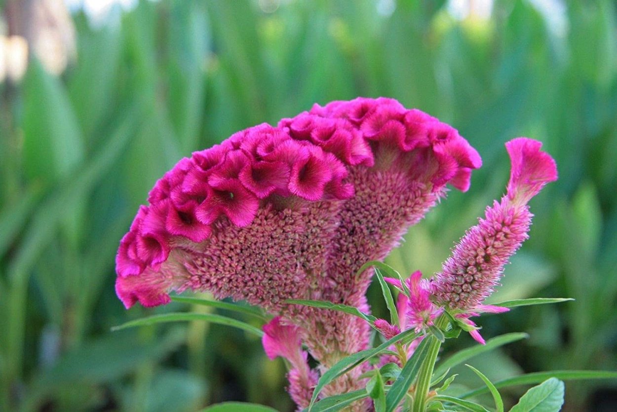 Целозия гребенчатая сухоцвет