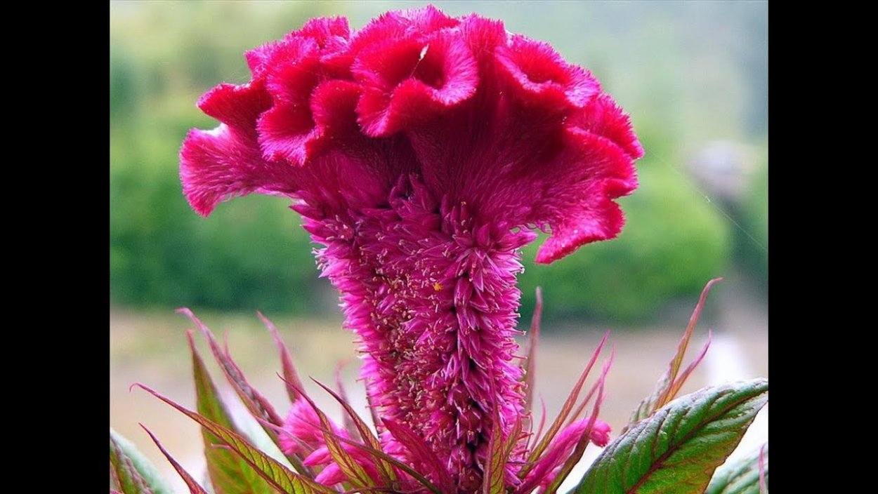 Петушки цветы называются