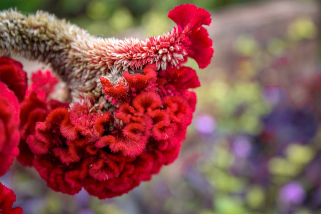 Целозия петушиный гребень