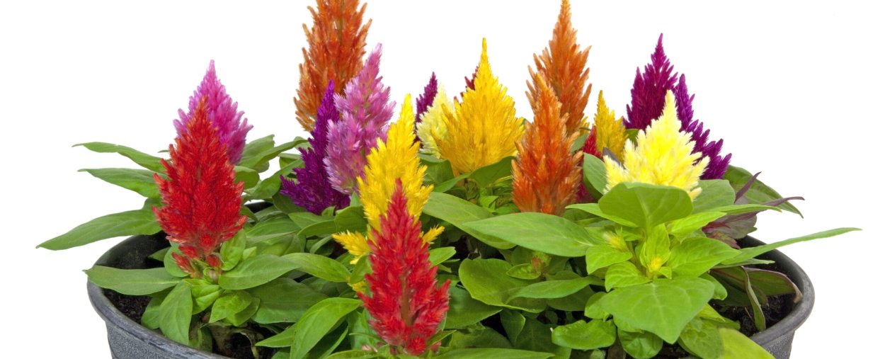 Целозия золотой шлейф