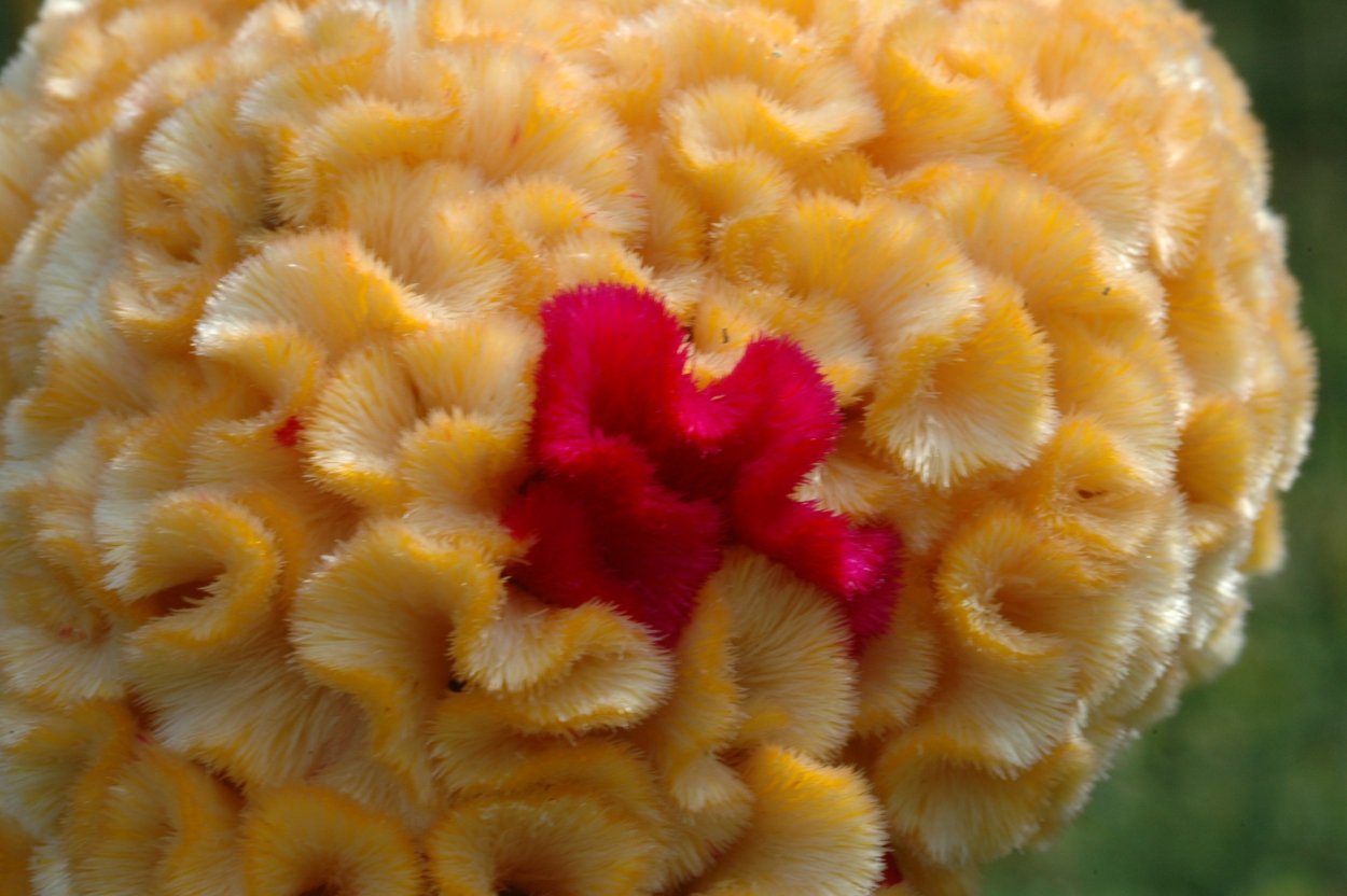 Целозия гребенчатая петушиный гребешок