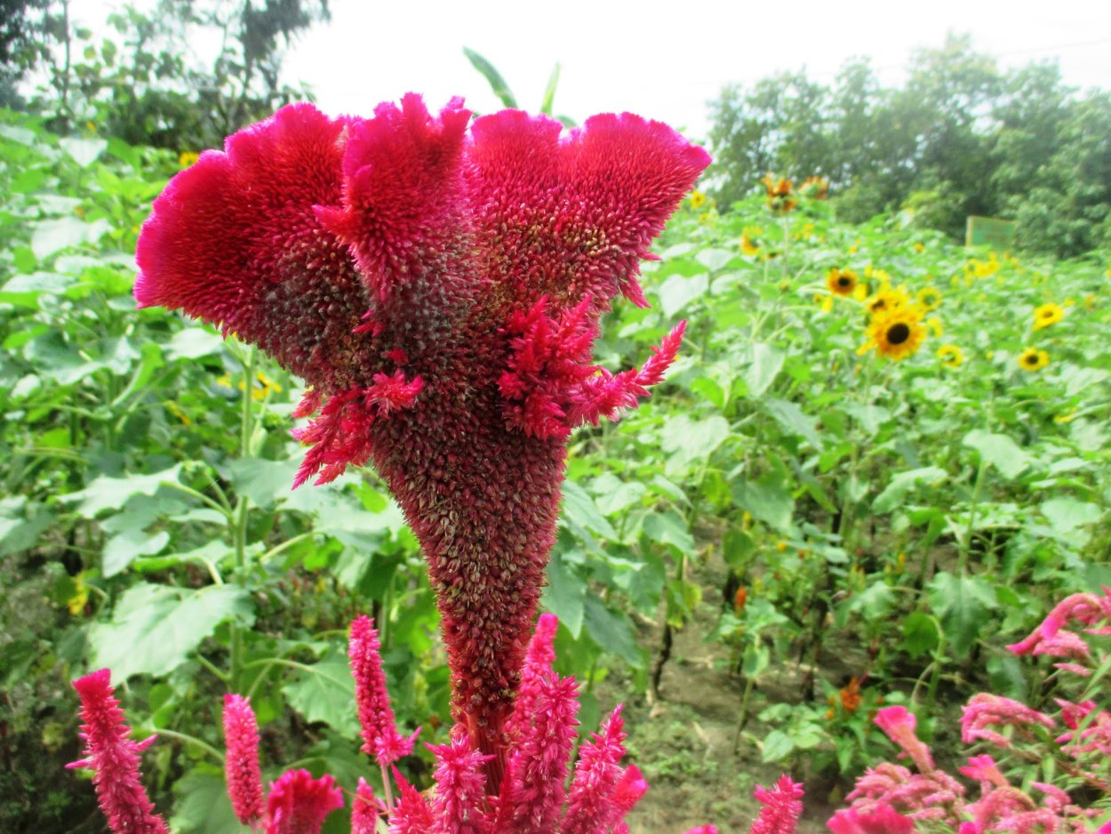 Celosia Plumosa Bright Sparks Mix