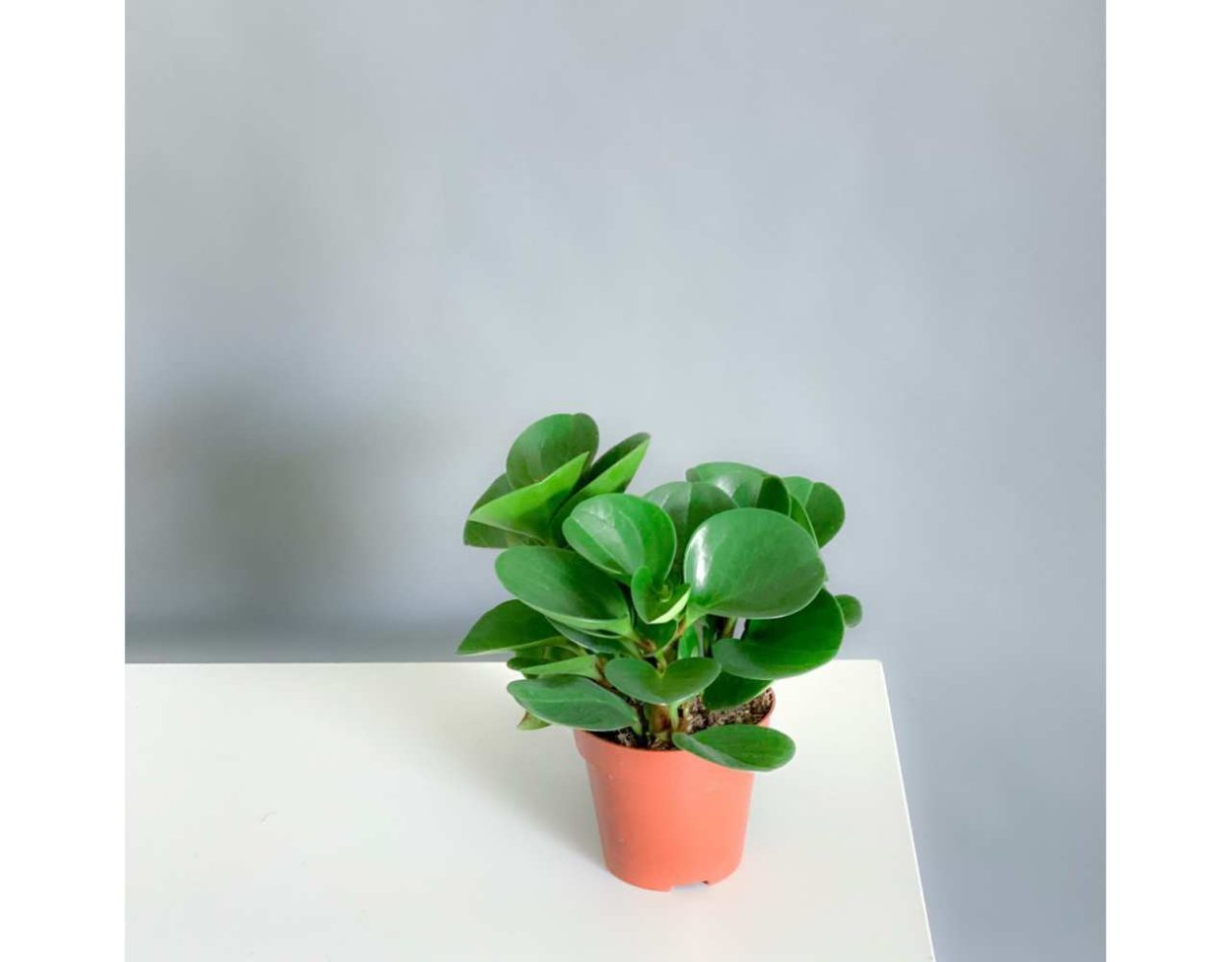 Peperomia cuspidilimba