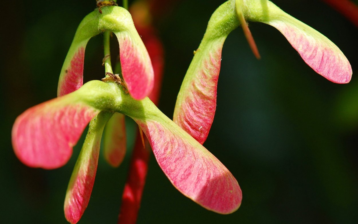 Семена деревьев красненькие