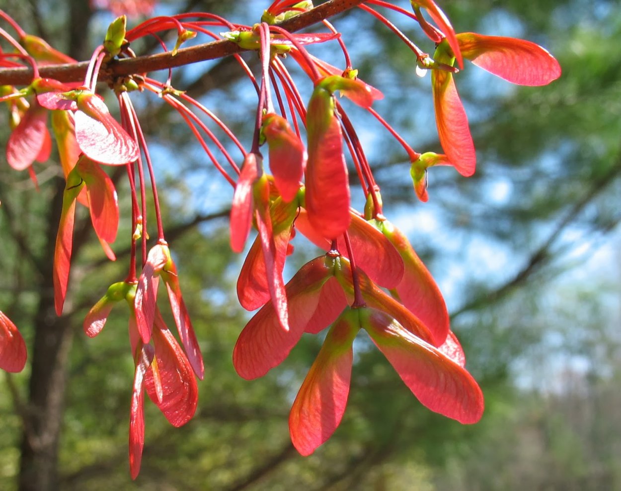 Дерево с красными семенами вертолетиками