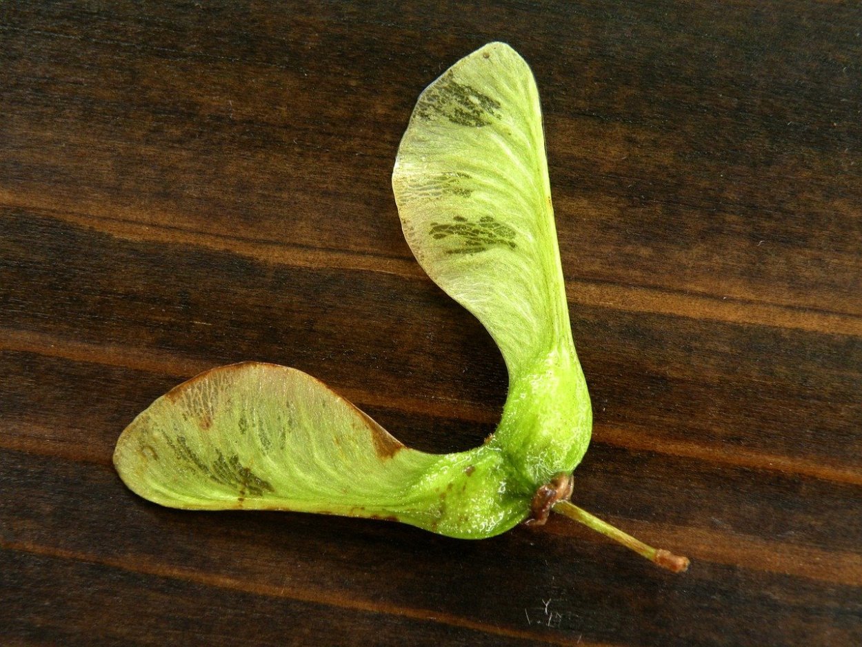 Семечко клена