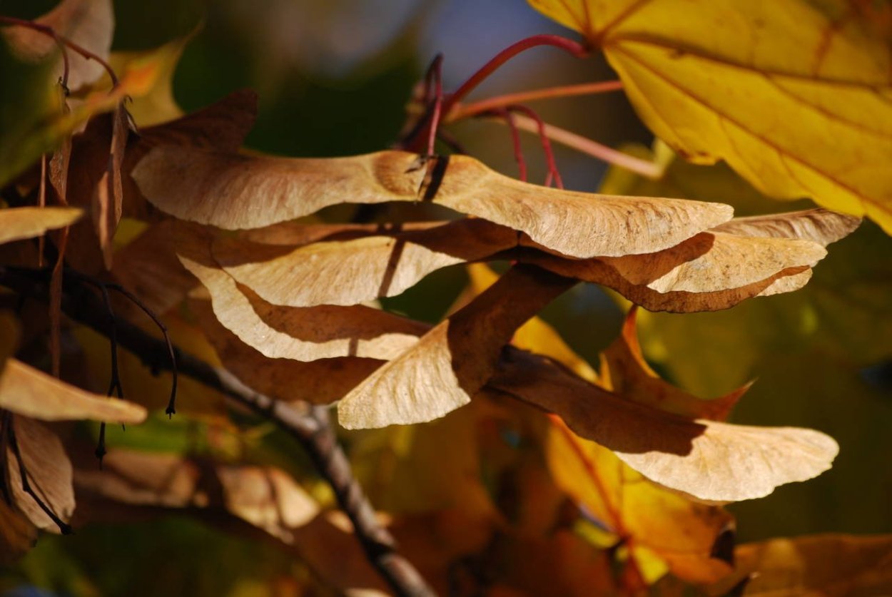 Клен семена вертолетики