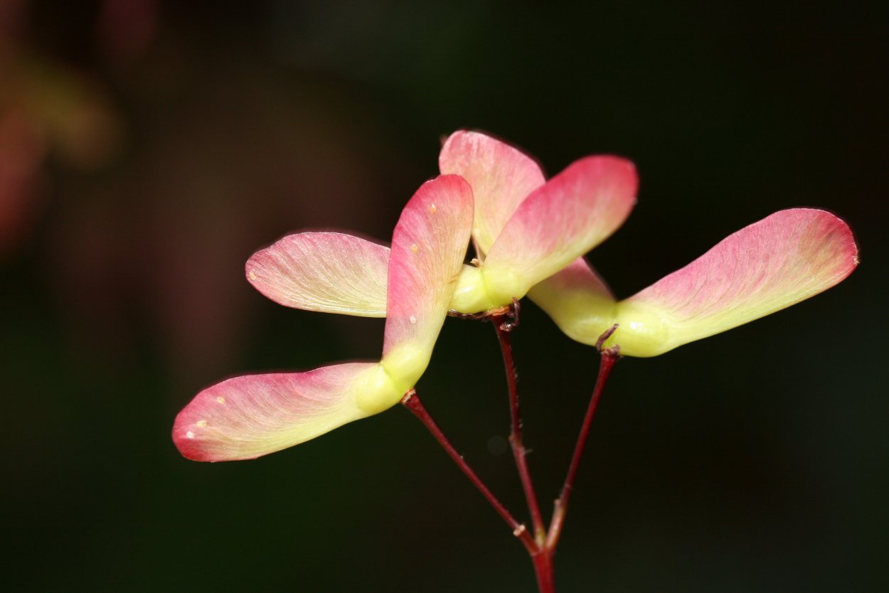 Клен остролистный цветки зеленые