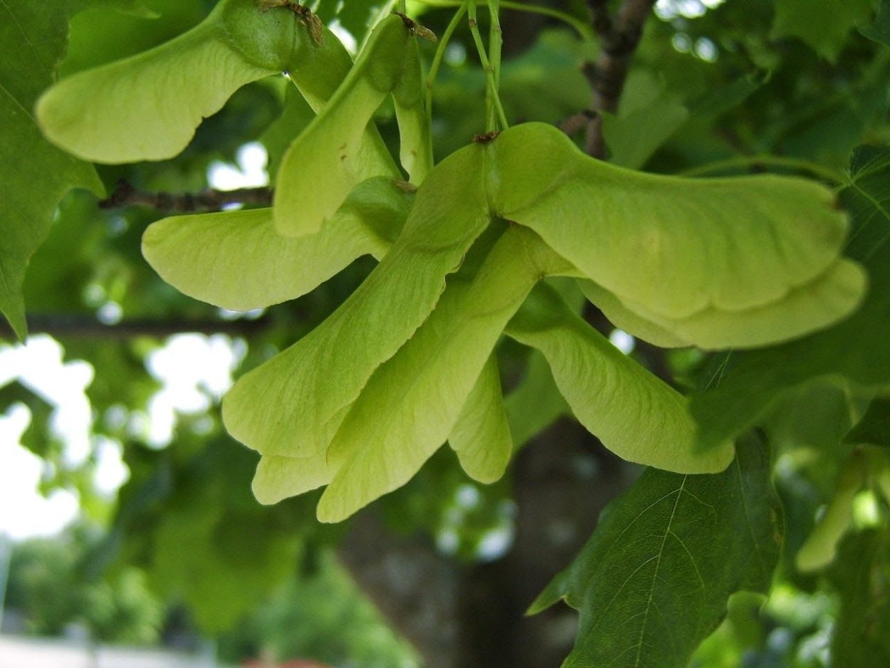 Клен семена вертолетики