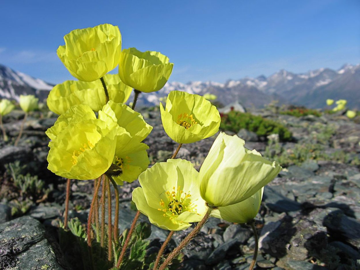 Остров Врангеля Полярный Мак