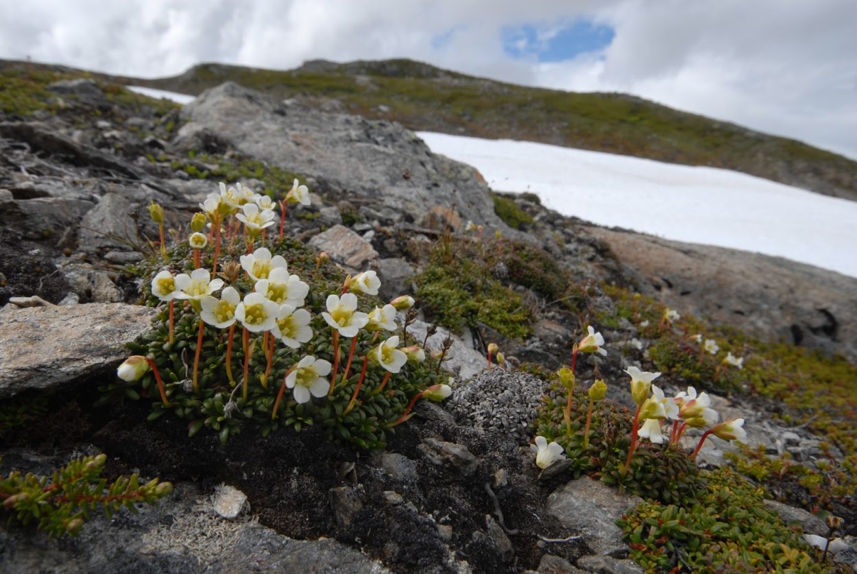 Лето на земле Франца Иосифа