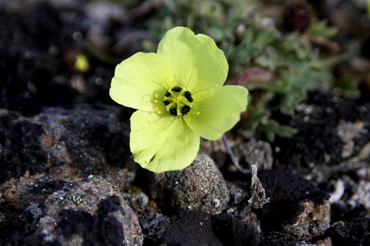 Лютик Арктический